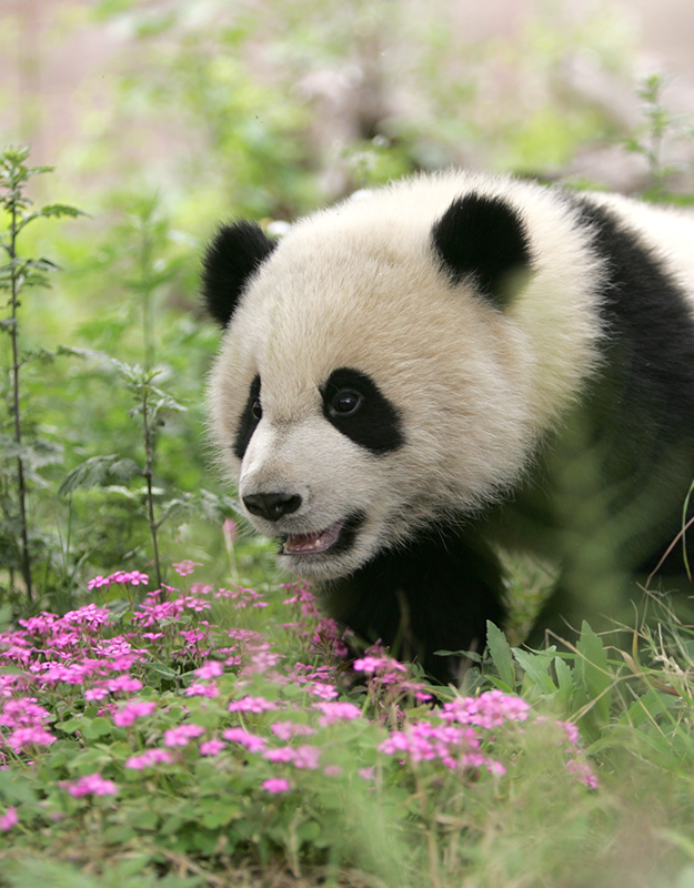 Saving Pandas | Panda Conservation