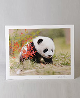 Panda Photograph