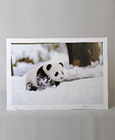 Panda Photograph