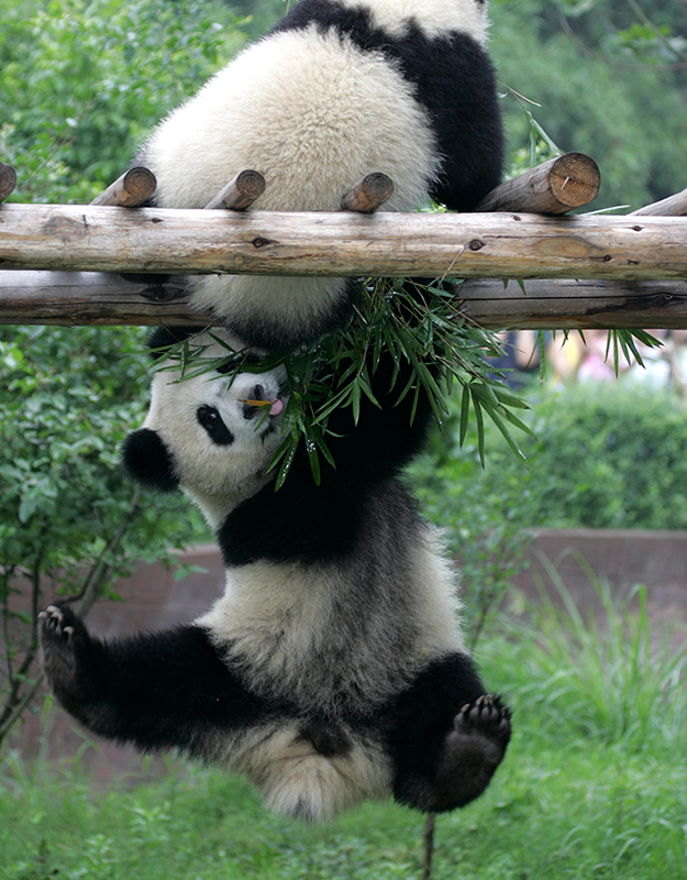 Saving Pandas | Panda Conservation