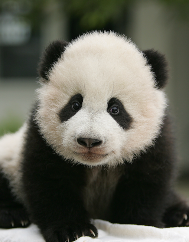 Saving Pandas | Panda Conservation